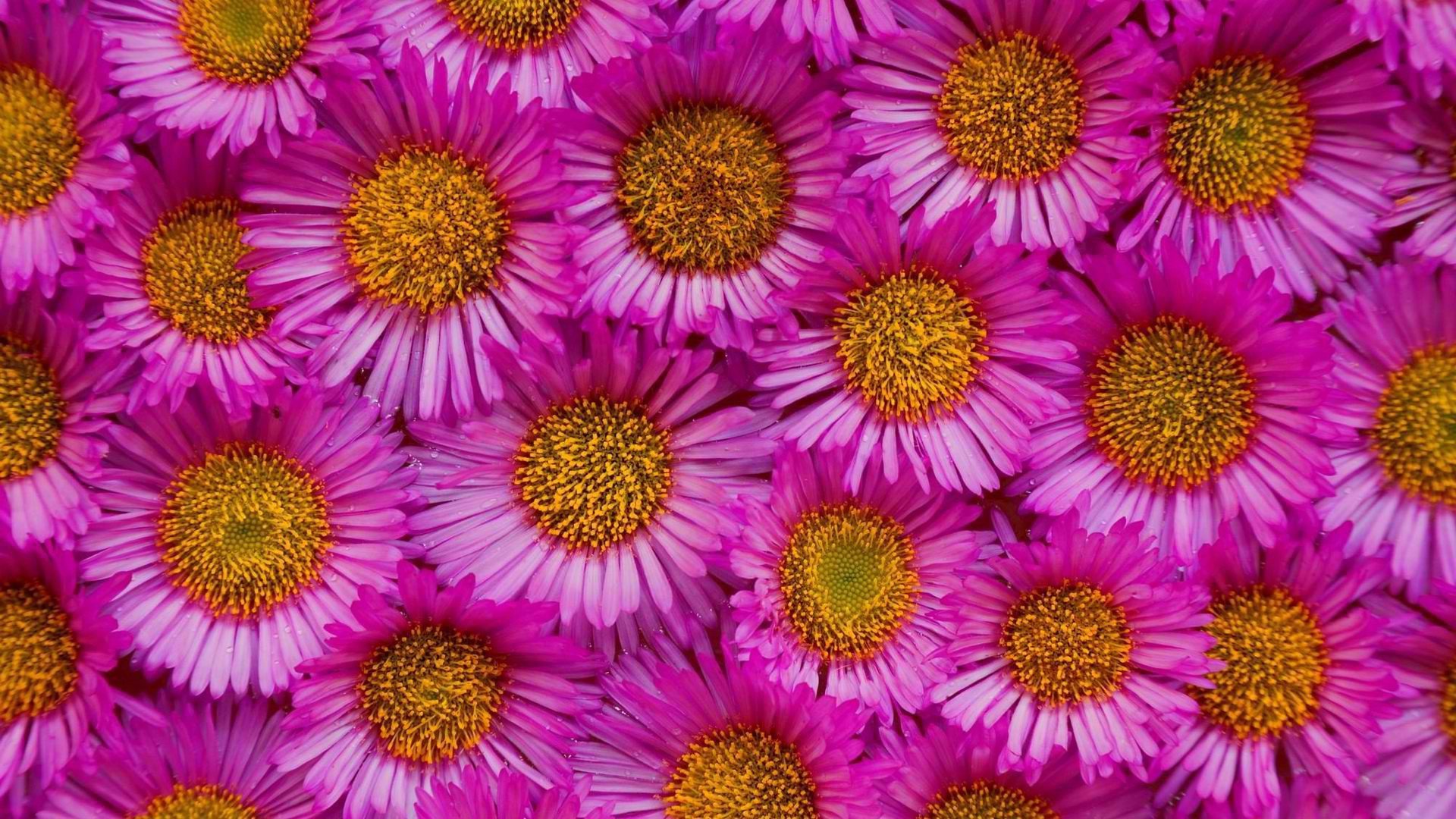 flowers Wallpaper