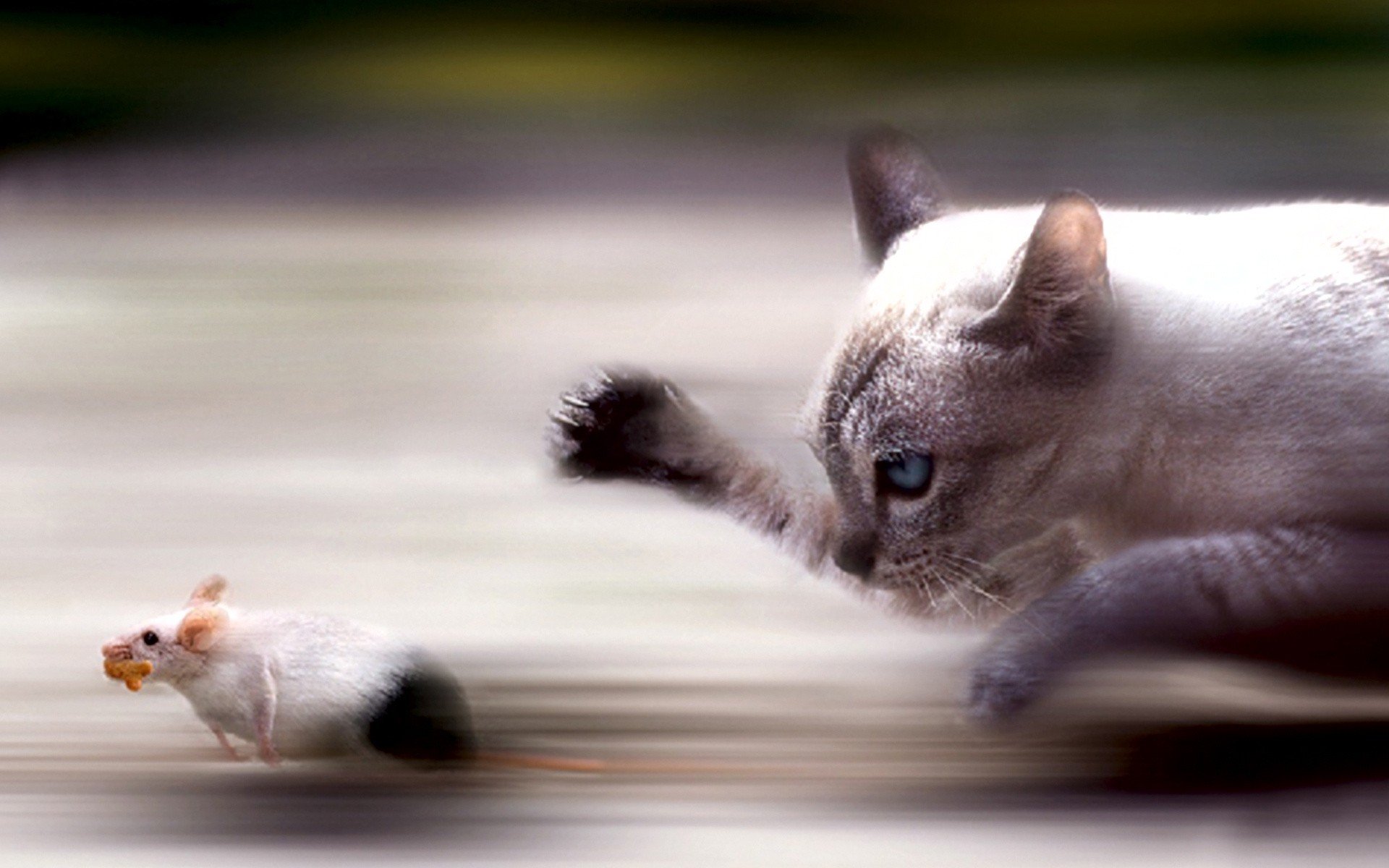 animals Wallpaper