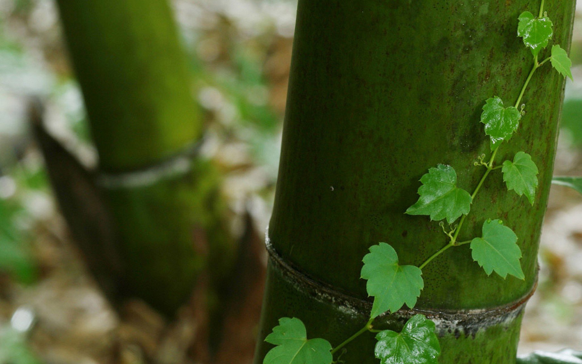 japan, Nature, Bamboo Wallpaper