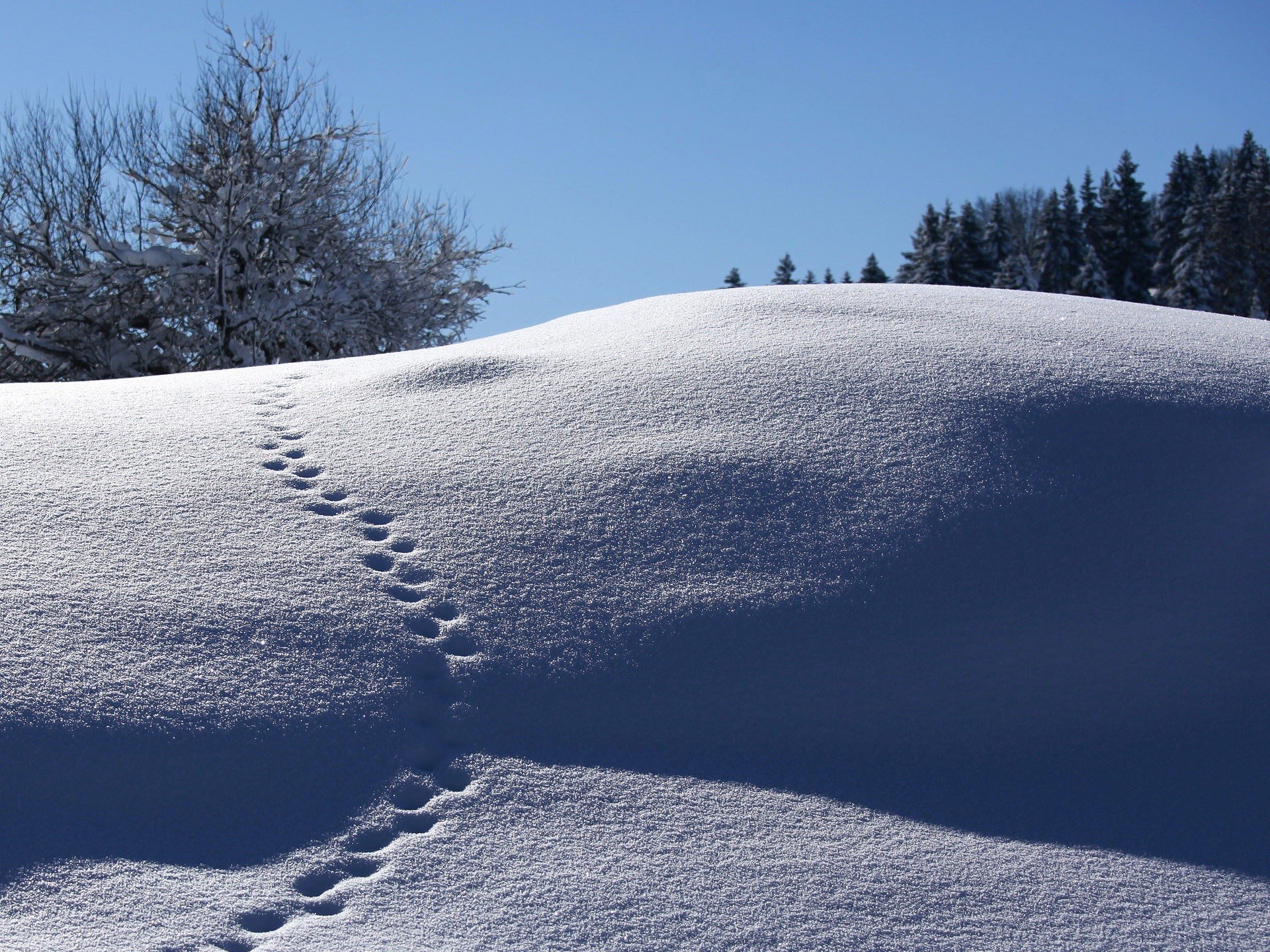 winter, Snow Wallpaper