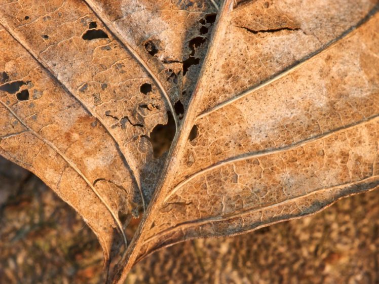 close up, Leaf, Leaves, Plants, Macro HD Wallpaper Desktop Background