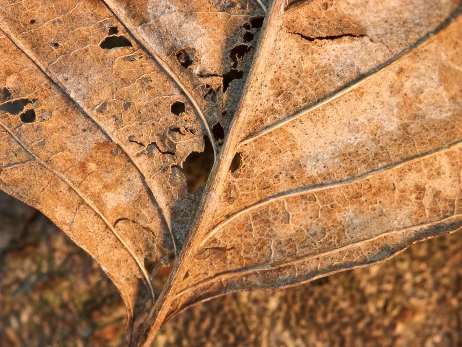 close up, Leaf, Leaves, Plants, Macro Wallpaper