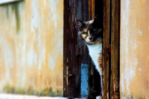 cats, Animals, Doors