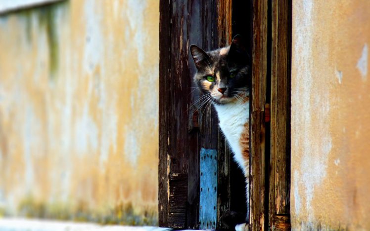 cats, Animals, Doors HD Wallpaper Desktop Background