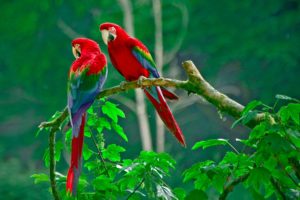 parrots, Paradise wide