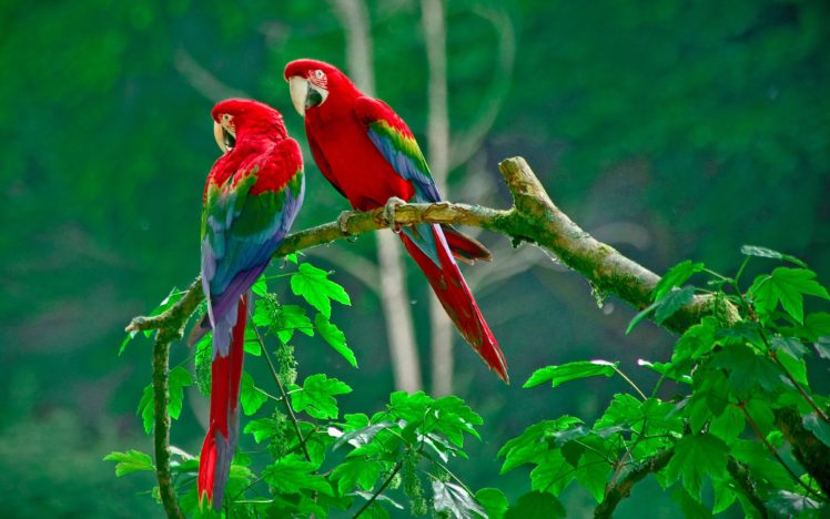parrots, Paradise wide HD Wallpaper Desktop Background