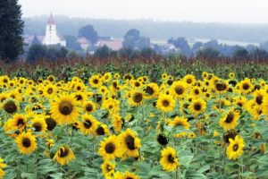 germany, Bavaria, Sunflowers