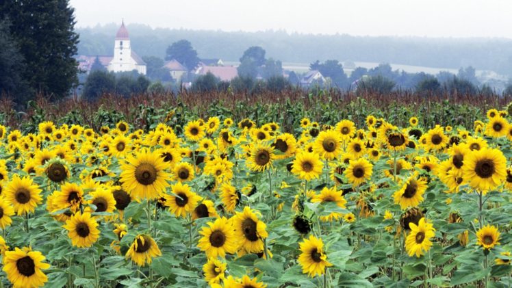 germany, Bavaria, Sunflowers HD Wallpaper Desktop Background