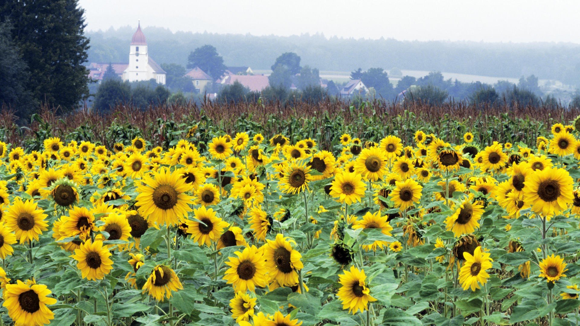 germany, Bavaria, Sunflowers Wallpaper