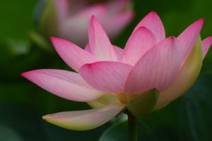 close up, Flowers, Lotus, Flower