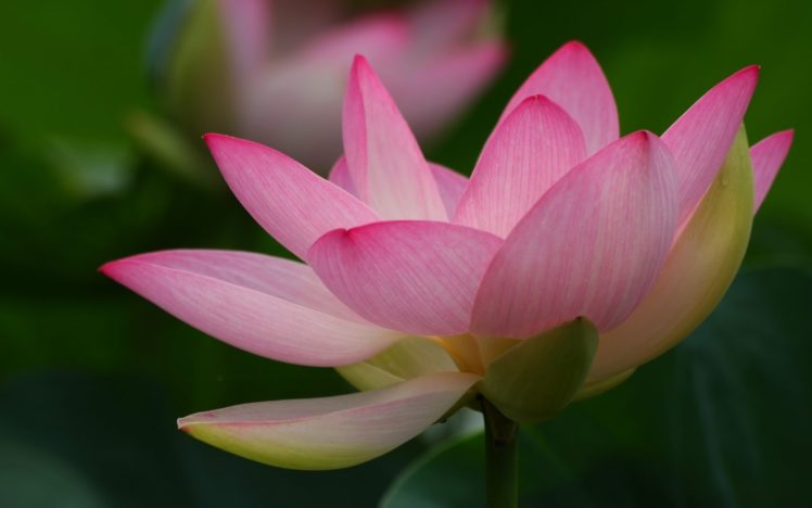 close up, Flowers, Lotus, Flower HD Wallpaper Desktop Background