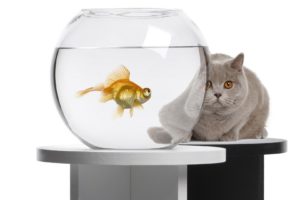 cats, Animals, Fish, Goldfish, Fish, Tank