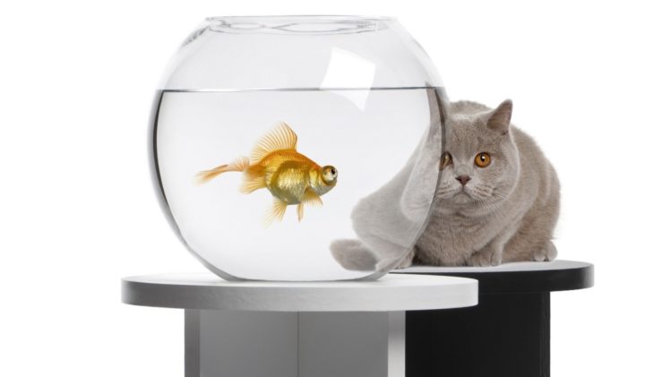 cats, Animals, Fish, Goldfish, Fish, Tank HD Wallpaper Desktop Background