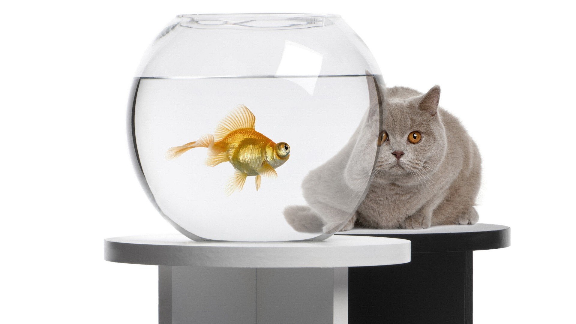 cats, Animals, Fish, Goldfish, Fish, Tank Wallpaper