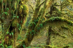 landscapes, Forests, National, Park, Rainforest, Washington