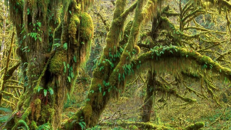 landscapes, Forests, National, Park, Rainforest, Washington HD Wallpaper Desktop Background