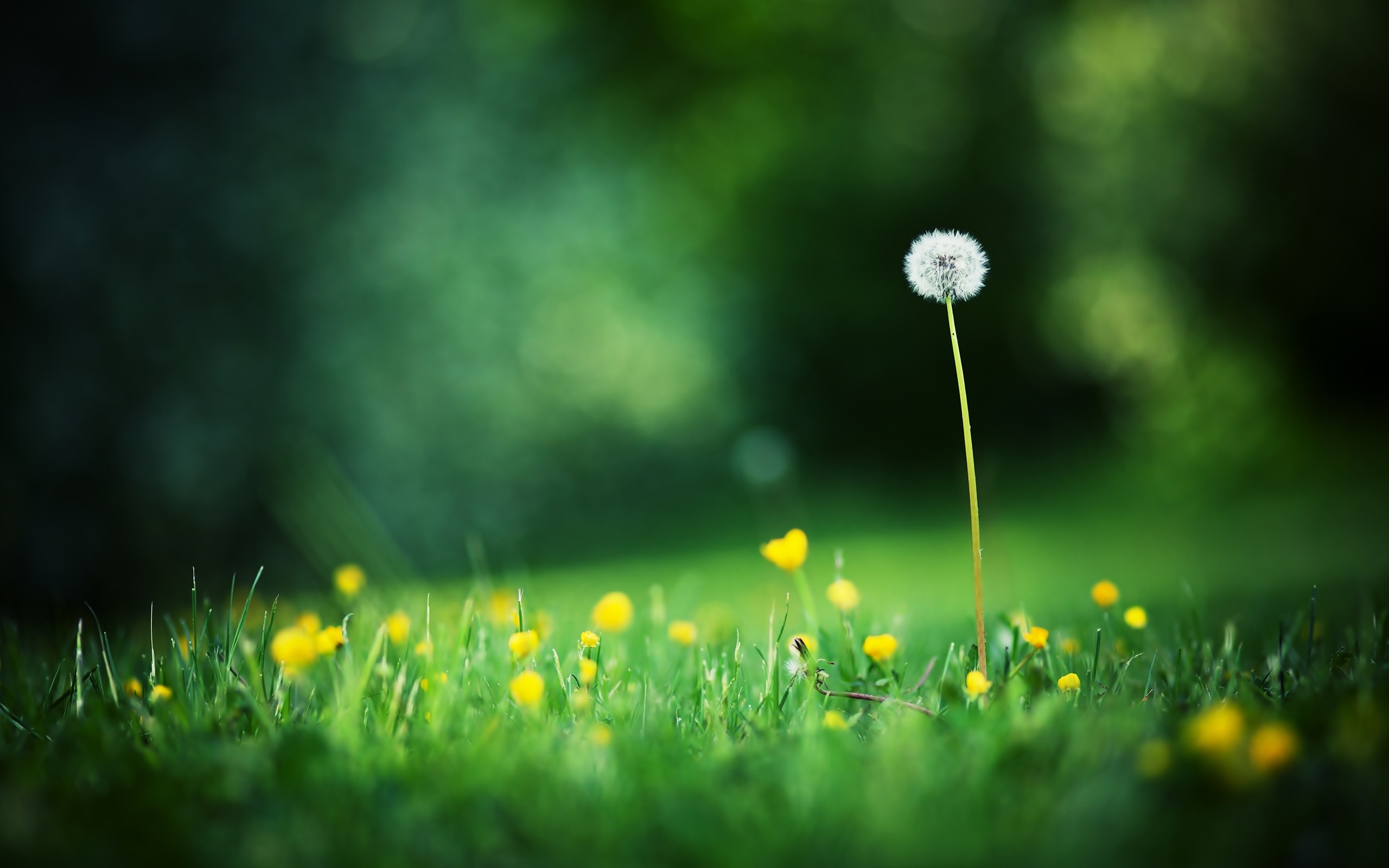 wild, Dandelion Wallpaper