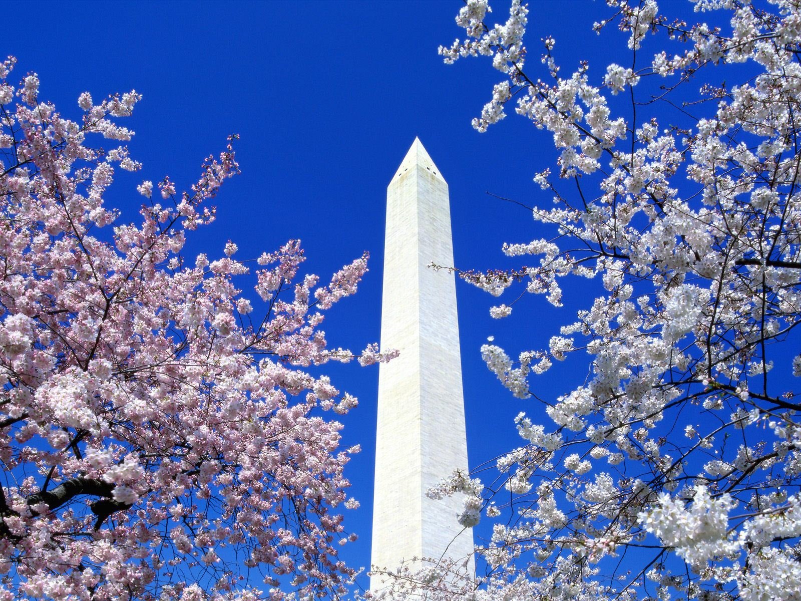 buildings, Blossoms, Obelisk Wallpaper