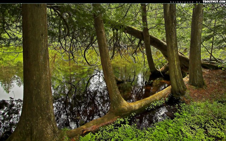 trees, Forests, Ponds HD Wallpaper Desktop Background