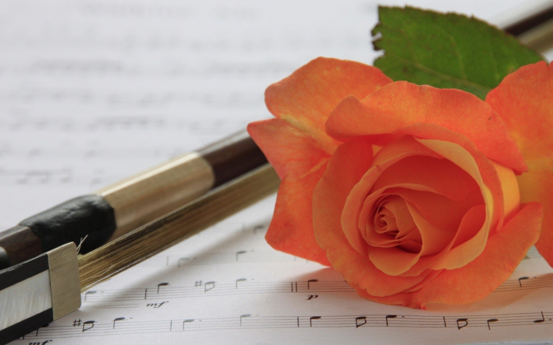flowers, Pens, Roses, Musical, Notes Wallpaper