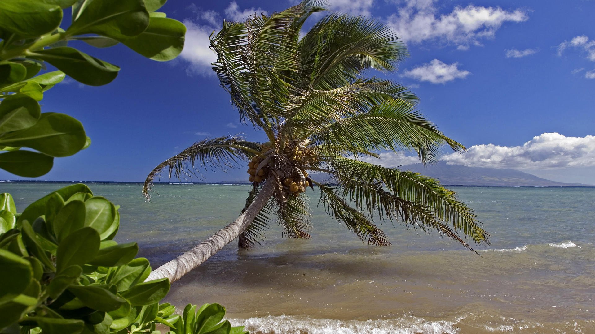 ocean, Palm, Trees Wallpaper