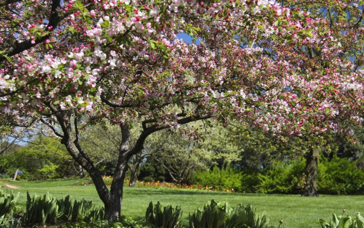 trees, Spring, Flowered, Trees HD Wallpaper Desktop Background