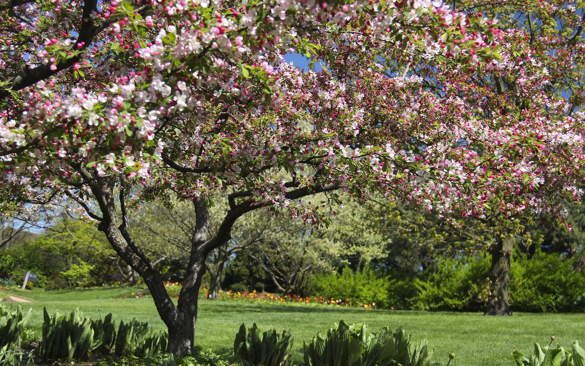 trees, Spring, Flowered, Trees Wallpaper