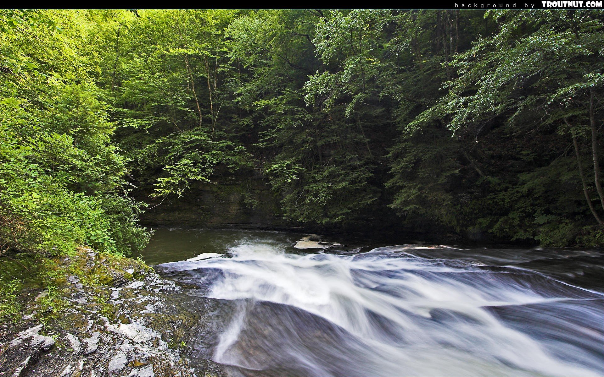 nature, Forests, Streams Wallpaper