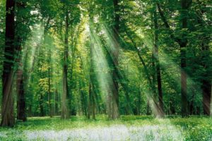 green, Nature, Trees, Forests, Grass, Outdoors, Sunlight