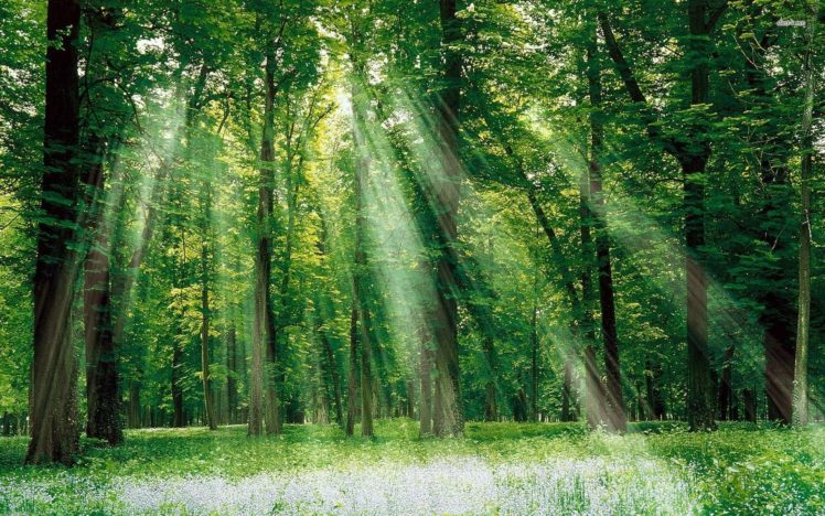 green, Nature, Trees, Forests, Grass, Outdoors, Sunlight HD Wallpaper Desktop Background
