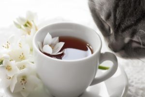 flowers, Cats, Tea, Cups