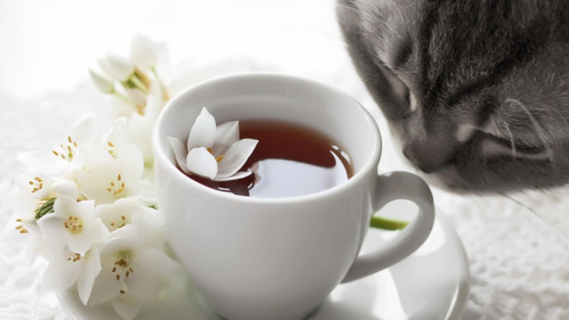 flowers, Cats, Tea, Cups Wallpaper