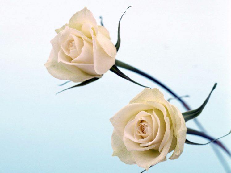 flowers, White, Roses, Roses HD Wallpaper Desktop Background