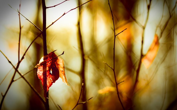 autumn, Loneliness HD Wallpaper Desktop Background