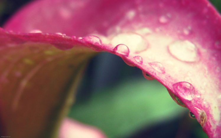 pink, Flower, Macro HD Wallpaper Desktop Background