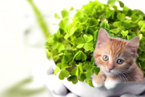 cats, Plants, Kittens