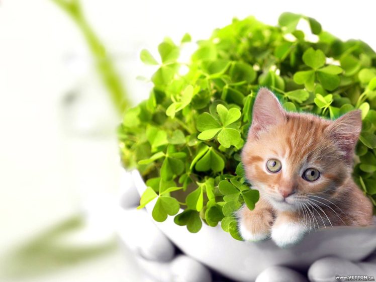 cats, Plants, Kittens HD Wallpaper Desktop Background