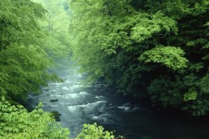 tennessee, Rivers, National, Park, Great, Smoky, Mountains