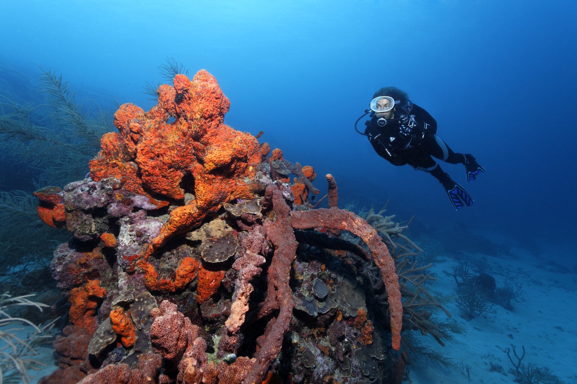 scuba, Diving, Diver, Ocean, Sea, Underwater Wallpaper