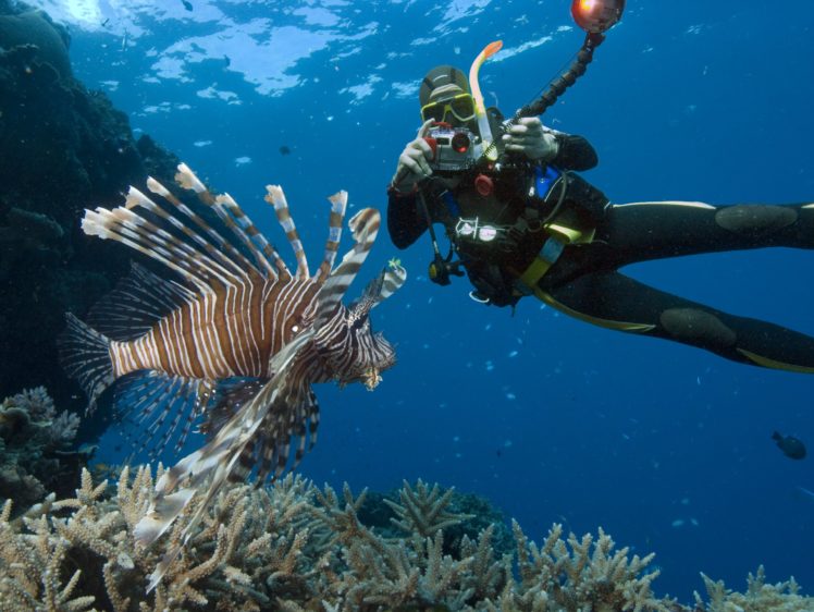scuba, Diving, Diver, Ocean, Sea, Underwater, Fish HD Wallpaper Desktop Background