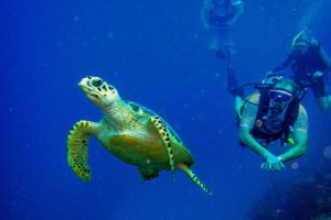 scuba, Diving, Diver, Ocean, Sea, Underwater, Turtle