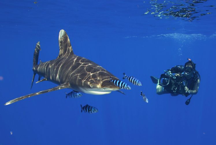 scuba, Diving, Diver, Ocean, Sea, Underwater, Shark HD Wallpaper Desktop Background