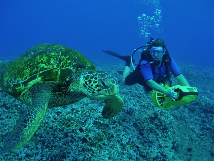 scuba, Diving, Diver, Ocean, Sea, Underwater, Turtle HD Wallpaper Desktop Background