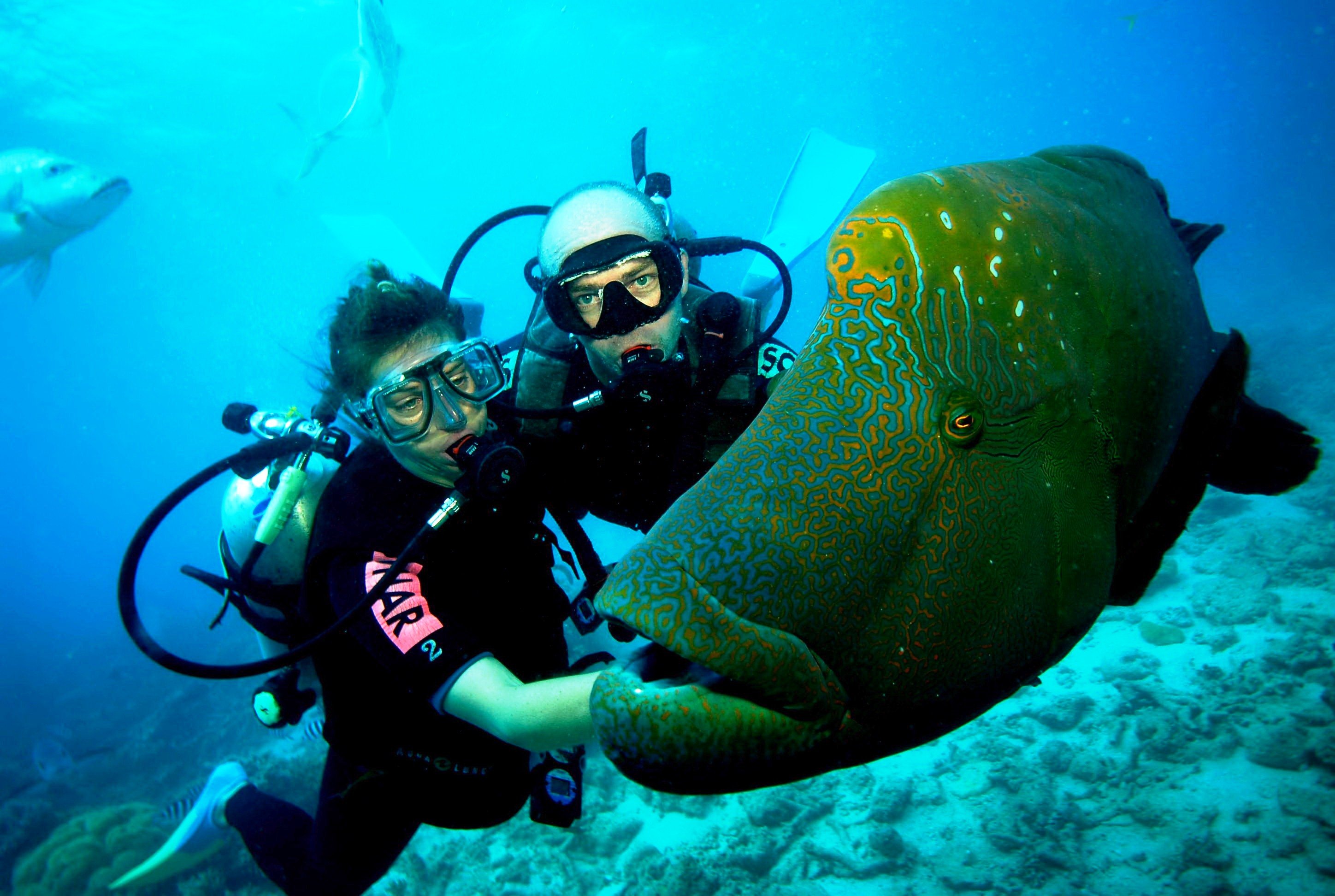 scuba, Diving, Diver, Ocean, Sea, Underwater, Fish Wallpaper