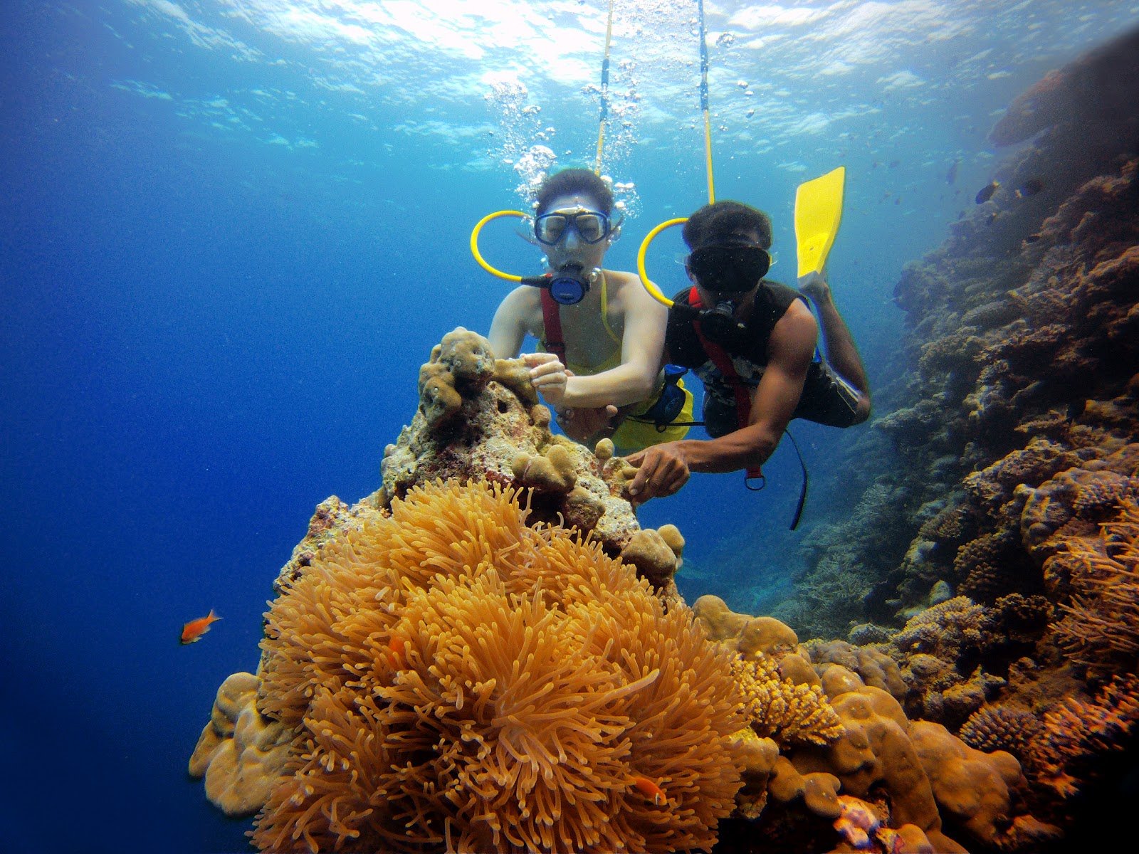 scuba, Diving, Diver, Ocean, Sea, Underwater Wallpaper