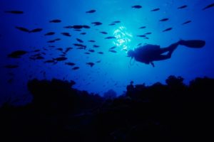 scuba, Diving, Diver, Ocean, Sea, Underwater, Fish