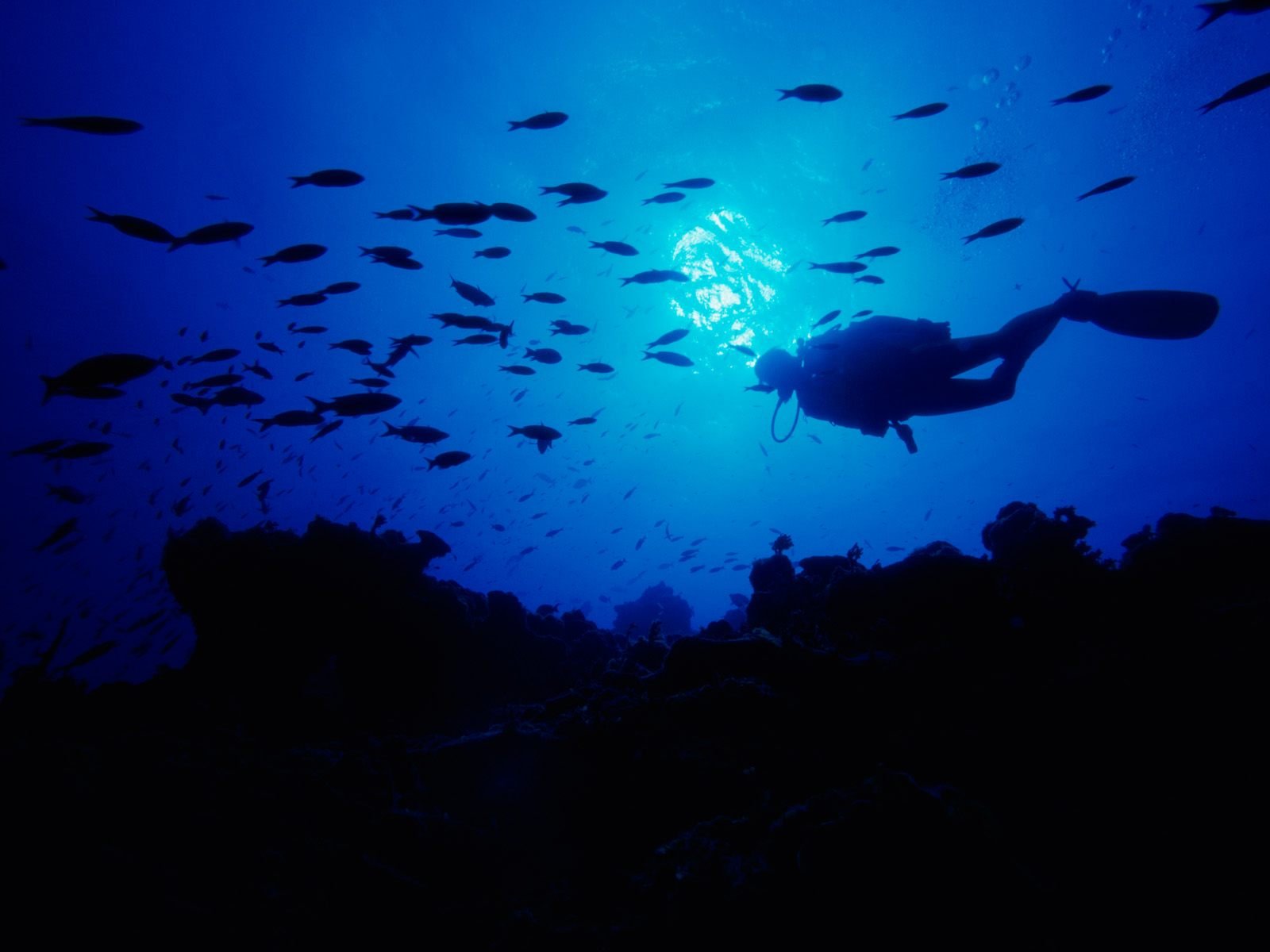 scuba, Diving, Diver, Ocean, Sea, Underwater, Fish Wallpaper