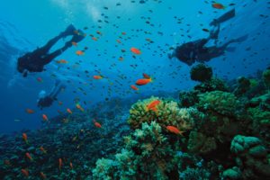 scuba, Diving, Diver, Ocean, Sea, Underwater, Fish