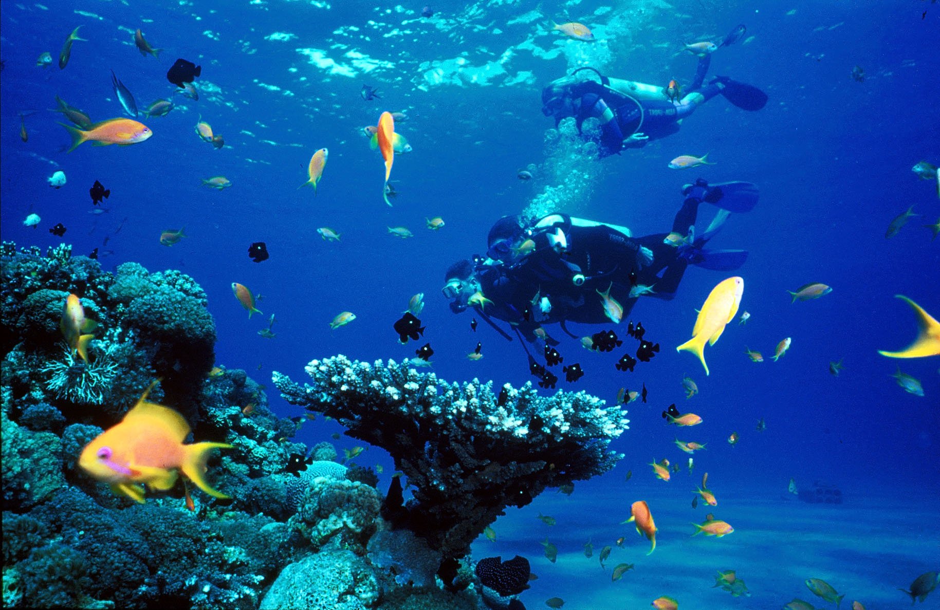 Подводный мир моря