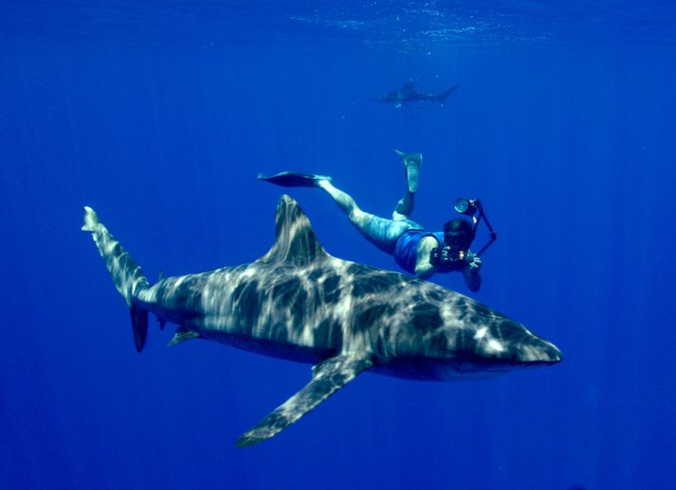 scuba, Diving, Diver, Ocean, Sea, Underwater, Shark HD Wallpaper Desktop Background